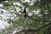 Venezuelan Troupial Eating