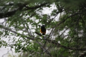 Venezuelan Troupial Above Flower