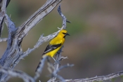Yellow Oriole Again