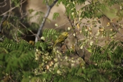 Yellow Warbler Female Back