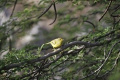 Yellow Warbler Female