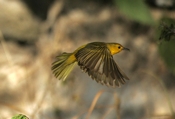 Yellow Warbler Flight