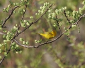 Yellow Warbler on Branch