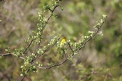Yellow Warbler Male Again