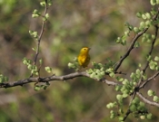 Yellow Warbler Male