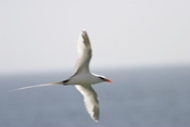 Tropic Bird Solo