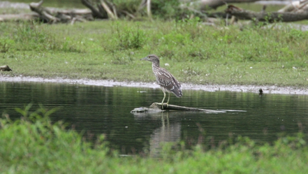 Full Size Image = 729 K