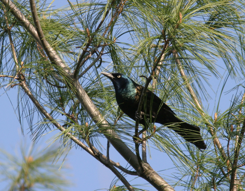 Full Size Image = 2119 K