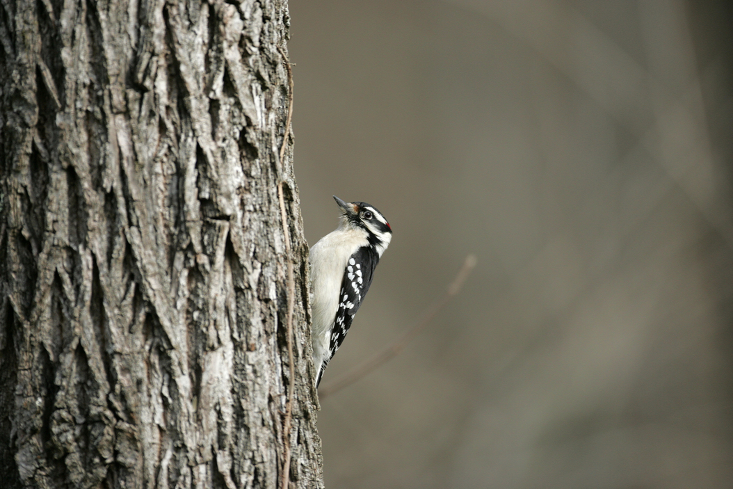 Full Size Image = 6006 K