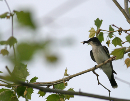 Full Size Image = 743 K