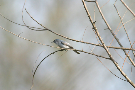 Full Size Image = 1071 K