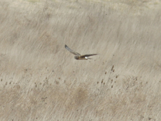 Full Size Image = 301 K