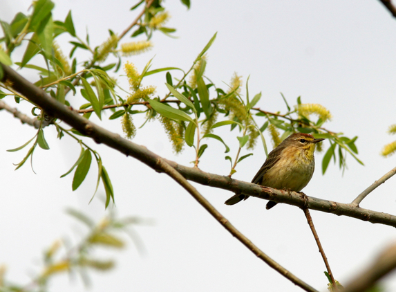 Full Size Image = 1614 K