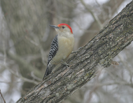 Full Size Image = 1479 K