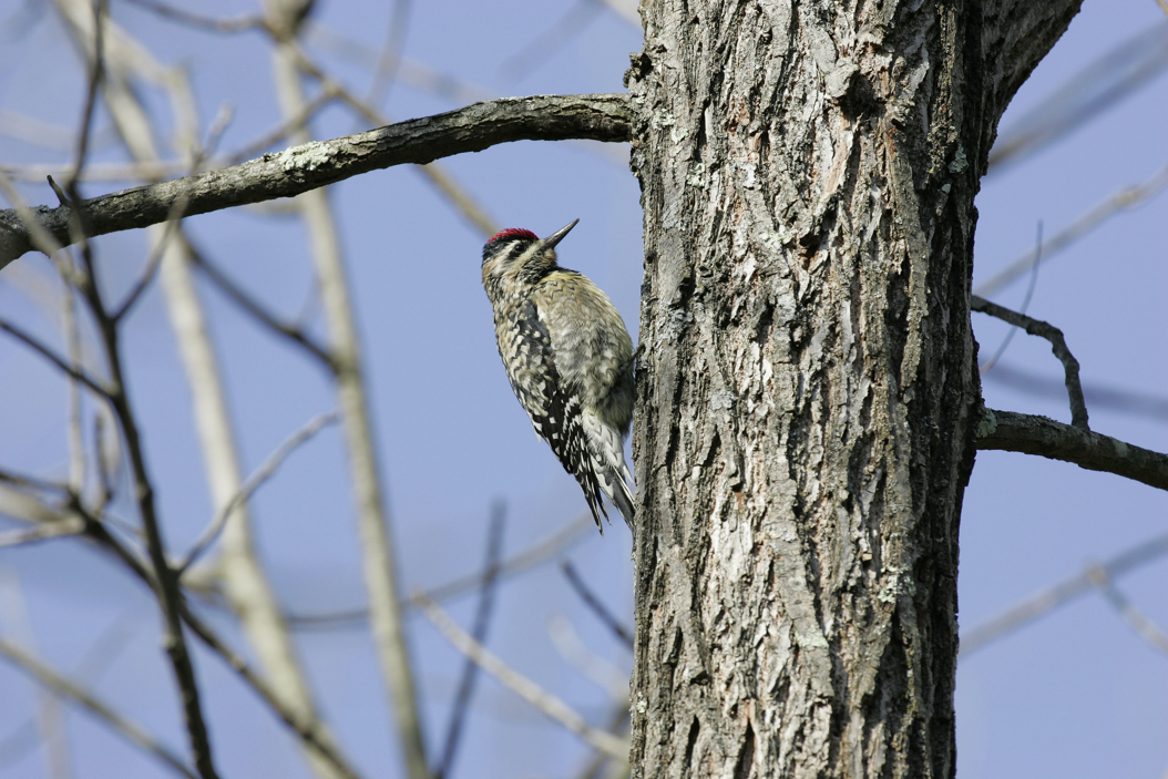 Full Size Image = 6406 K