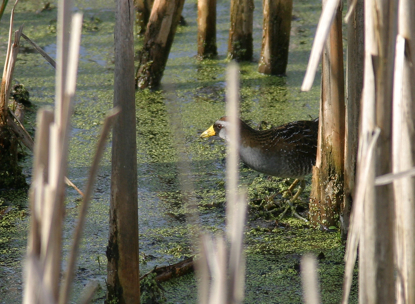 Full Size Image = 1123 K