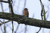 American Robin