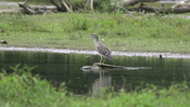 Black-crowned Night Heron