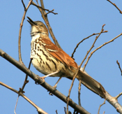 Brown Thrasher singing