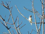 Cedar Waxwing