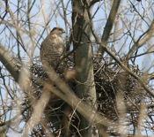 Cooper's Hawk