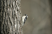 Downy Woodpecker profile
