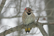 Northern Flicker