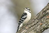 Downy Woodpecker front