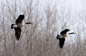 Geese flight