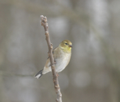 Am Goldfinch winter
