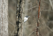 Hairy Woodpecker again