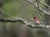 Male Purple Finch