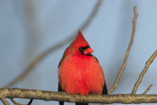 n Cardinal male