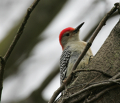 Red Bellied Woodpecker