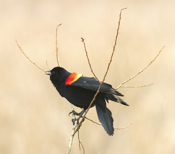 Red-winged male