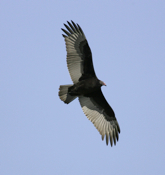 Turkey Vulture underside