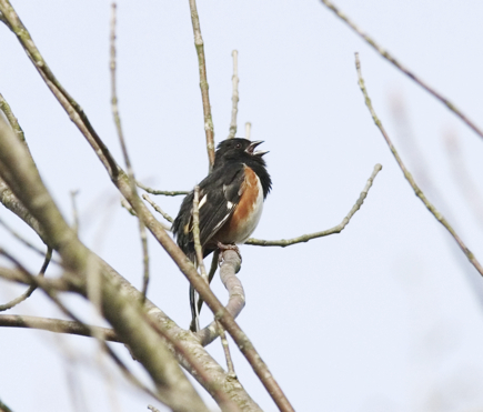 Full Size Image = 889 K