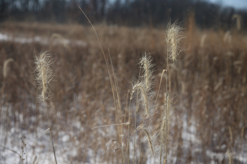 Full Size Image = 2827 K