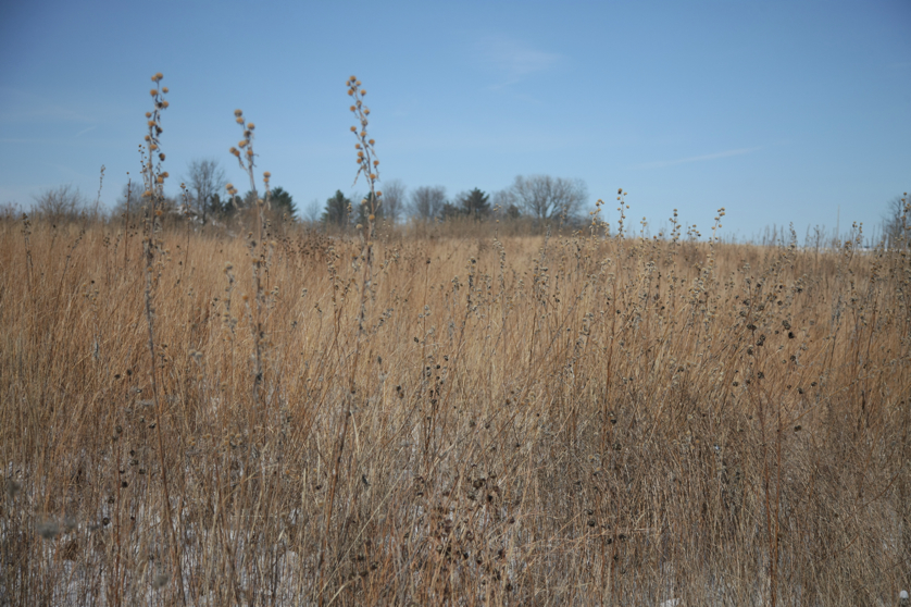 Full Size Image = 4644 K