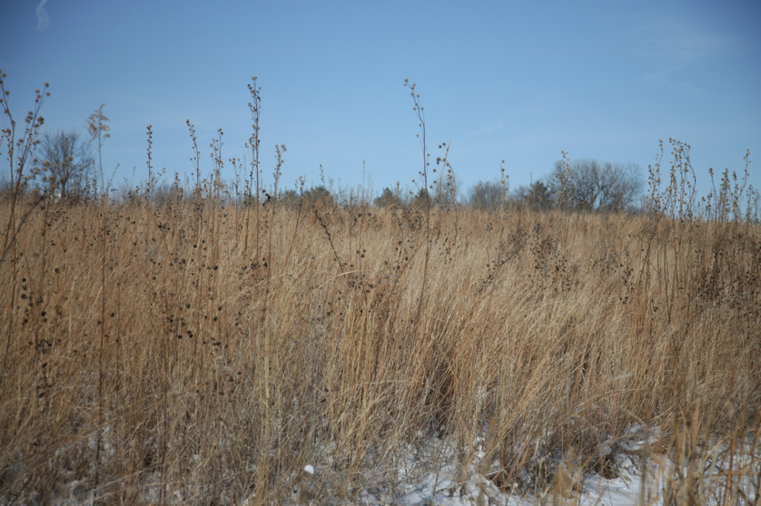 Full Size Image = 4506 K