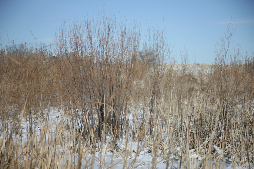 Full Size Image = 4977 K