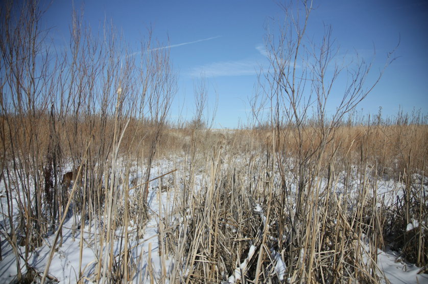 Full Size Image = 5546 K