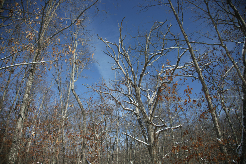 Full Size Image = 6770 K