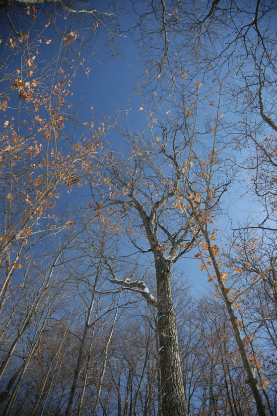 Full Size Image = 6369 K