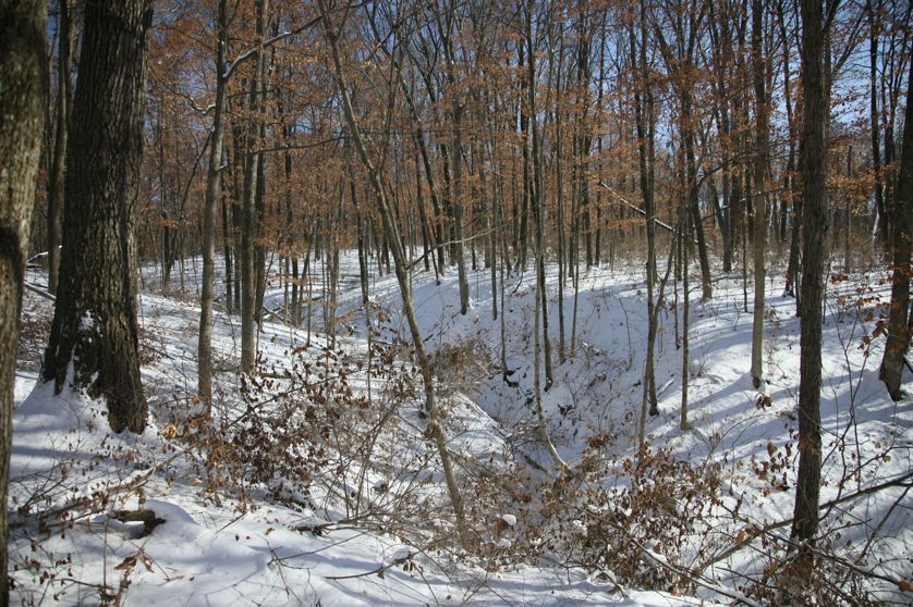 Full Size Image = 6858 K