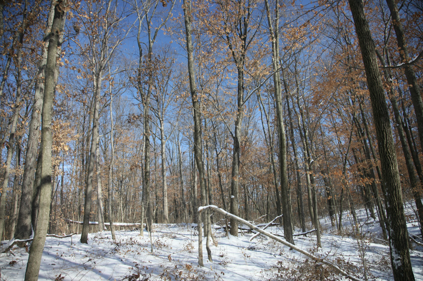 Full Size Image = 7442 K