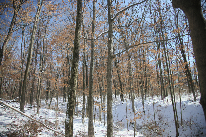 Full Size Image = 7276 K