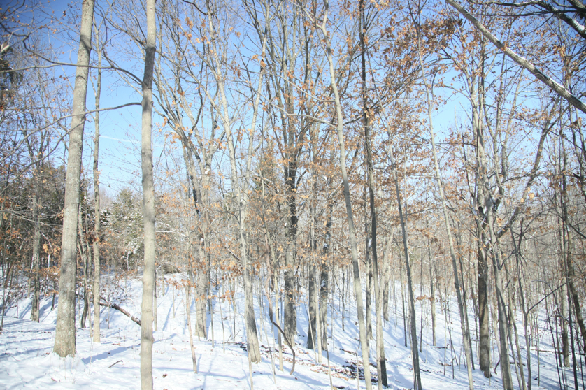 Full Size Image = 7653 K