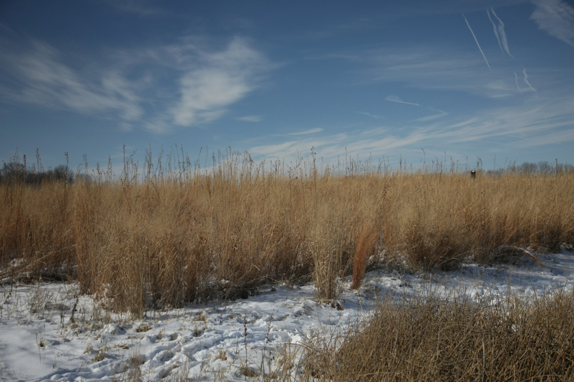 Full Size Image = 4374 K