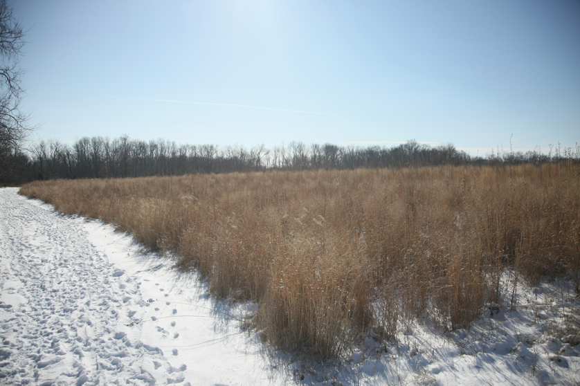 Full Size Image = 4322 K